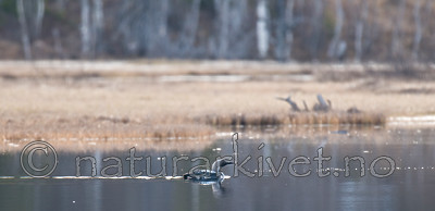 BB 10 0301 / Gavia arctica / Storlom